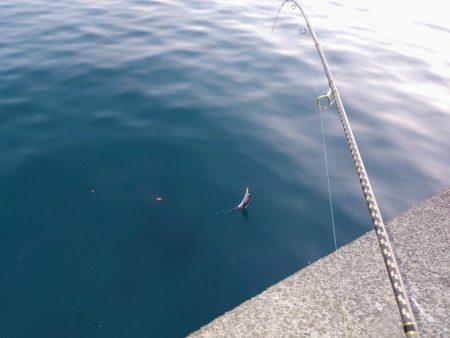 タチウオジギング＆ワインド