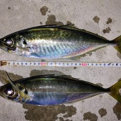 尺鯵狙いでライトワインド