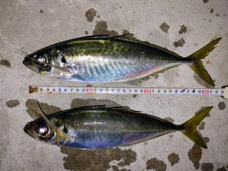 尺鯵狙いでライトワインド