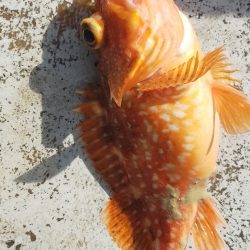 チカメキントキ高活性