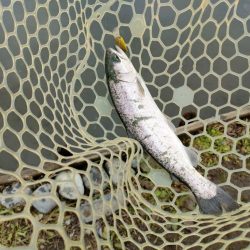 やっぱり渋かった!