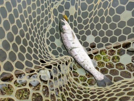 やっぱり渋かった!