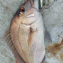 ネギネギ五目釣り