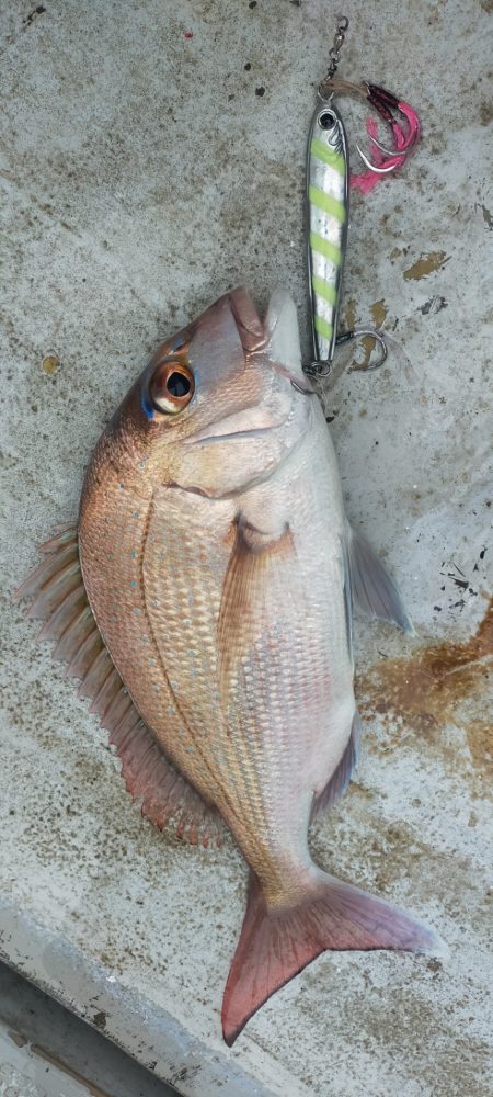 ネギネギ五目釣り