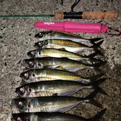 鱒レンジャーで良型アジ