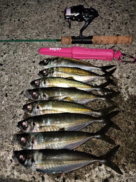 鱒レンジャーで良型アジ