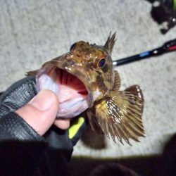 2023/01/31 南港ライトゲーム釣行