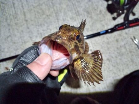 2023/01/31 南港ライトゲーム釣行