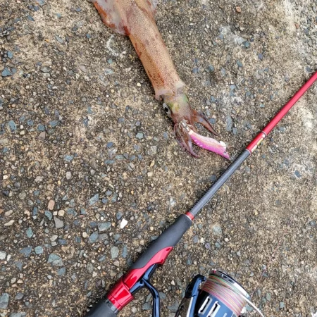 またまたデイゲーム