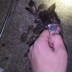 メバルが食べたかったのさ