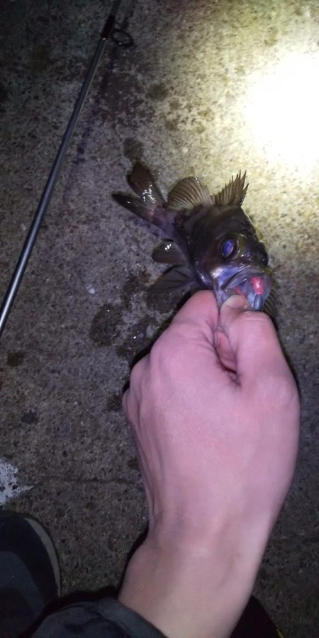 メバルが食べたかったのさ