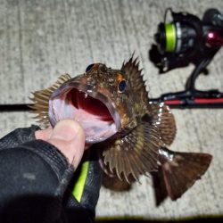 2023/02/03 南港ライトゲーム釣行