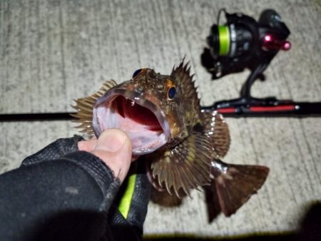 2023/02/03 南港ライトゲーム釣行