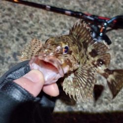 2023/02/04 南港ライトゲーム釣行