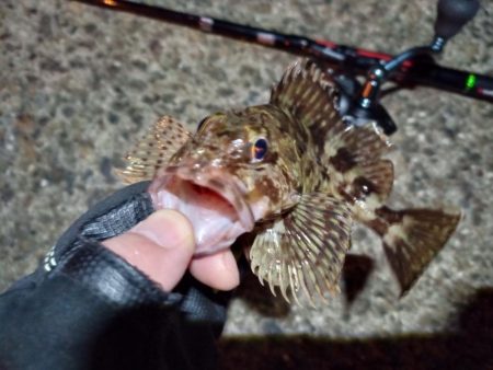 2023/02/04 南港ライトゲーム釣行