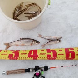 茨戸川付近でのワカサギ釣り！！