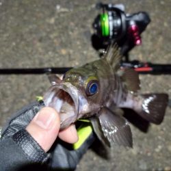 2023/02/05 南港ライトゲーム釣行