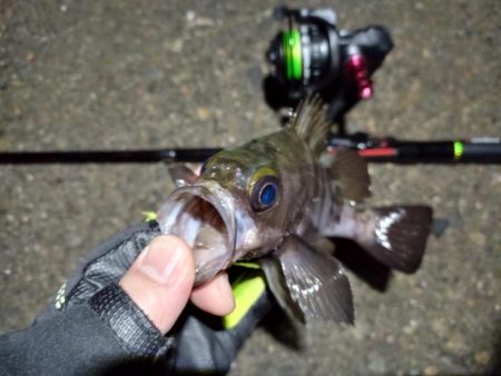 2023/02/05 南港ライトゲーム釣行