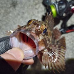 2023/02/07 南港ライトゲーム釣行