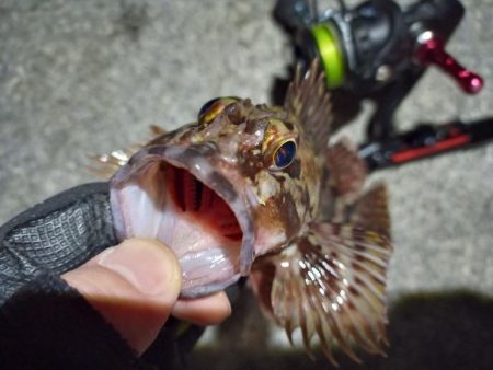 2023/02/07 南港ライトゲーム釣行