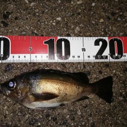 アジがいました少しだけ