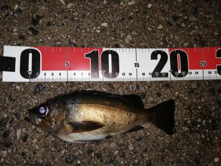 アジがいました少しだけ