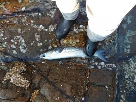 フカセ‥最高ですネ・・風強・・