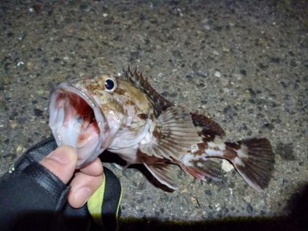 2023/02/09 南港ライトゲーム釣行