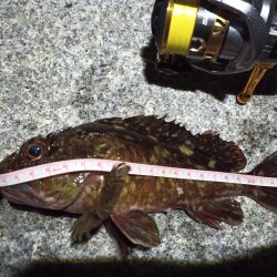 2023/02/12 南港ライトゲーム釣行