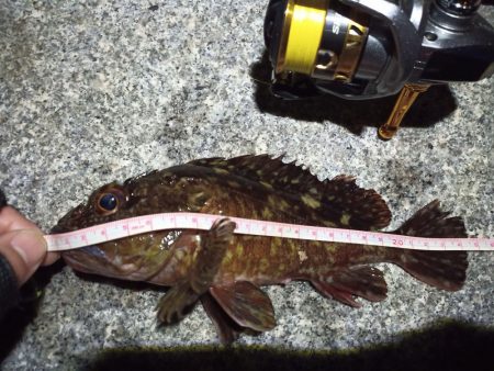 2023/02/12 南港ライトゲーム釣行…