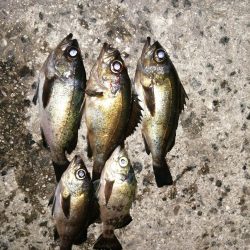 アジがおりません