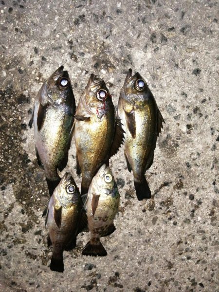 アジがおりません