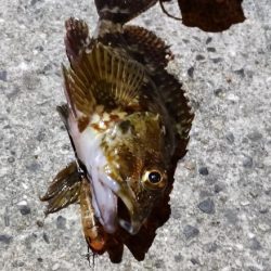 メバルルアーにグレ