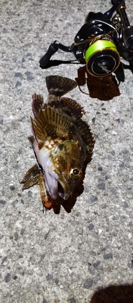 メバルルアーにグレ