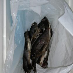 またメバルですが