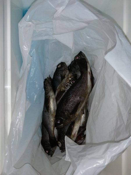 またメバルですが