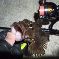 2023/02/22 南港ライトゲーム釣行