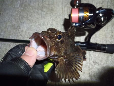 2023/02/22 南港ライトゲーム釣行