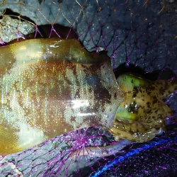 シーズン初イカ