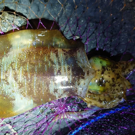 シーズン初イカ