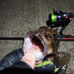 2023/02/24 南港ライトゲーム釣行