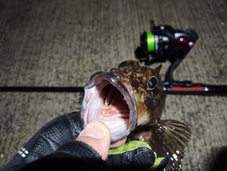 2023/02/24 南港ライトゲーム釣行