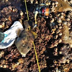 フカセ‥最高ですネ・・