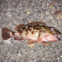 嬉しいメバルにカサゴ7匹！