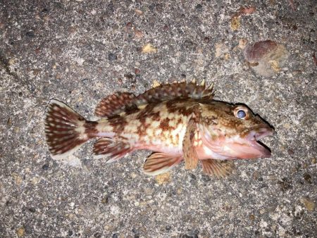 嬉しいメバルにカサゴ7匹！