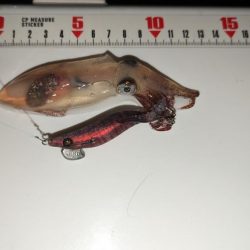 ヒイカエギング