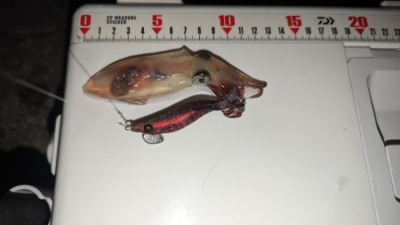 ヒイカエギング