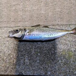 初フロートリグ釣行