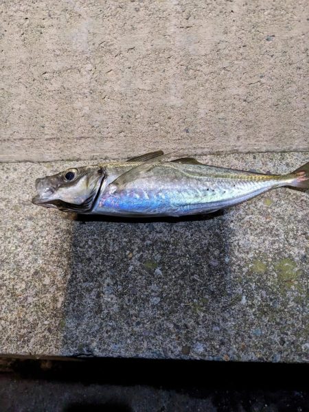 初フロートリグ釣行