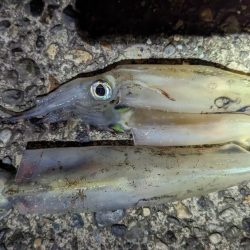 ヤリイカエギング